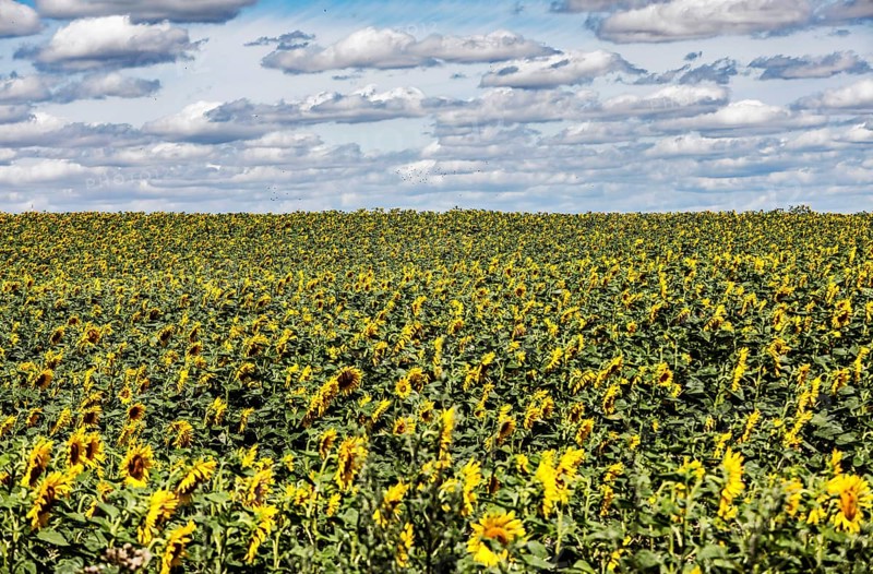 Sunflowers in a field, Landin