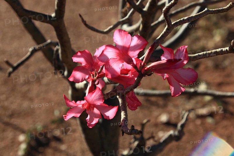 South Ethiopia, desert roses, Adenium, are a plant genus of the dogbane family, Apocynaceae, tree with flowers, Ethiopia, Africa