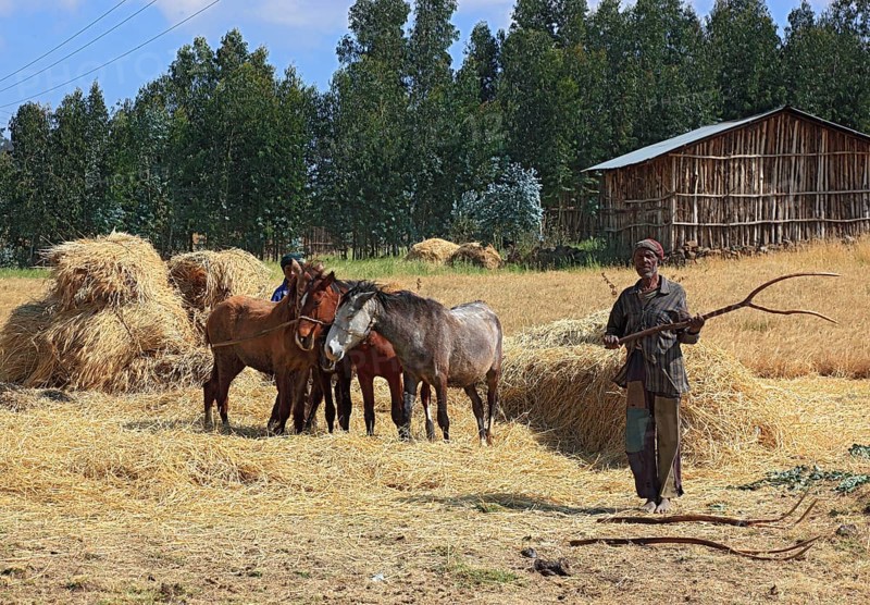In the highlands of Abyssinia, in the Semien Mountains, Semien Mountains, field work, threshing grain with horses, Ethiopia, Africa