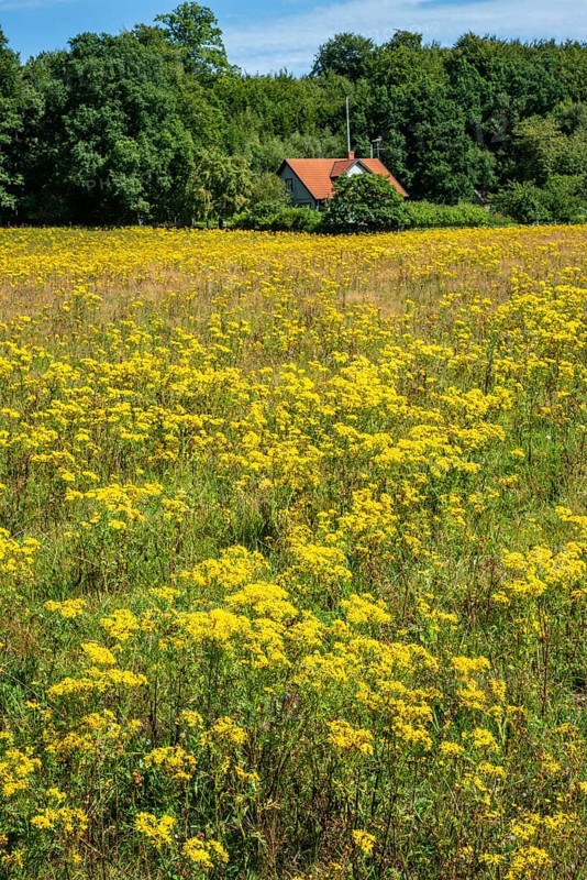 Common Ragwort (Jacobaea vulgaris), highly toxic plant in a meadow in Snogeholm, Sjöbo municipality, Scania, Sweden, Scandinavia, Europe
