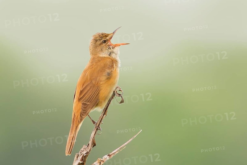 Great Reed Warbler (Acrocephalus arundinaceus), singing male on a singing platform, wildlife, migratory birds, songbirds, animals, birds, HANSAG, Lake Neusiedl, Burgenland, Austria, Europe
