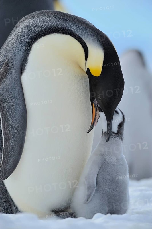 Emperor penguins, Aptenodytes forsteri, Adult Protecting her Chick on her Feet, Snow Hill Island, Antartic Peninsula, Antarctica