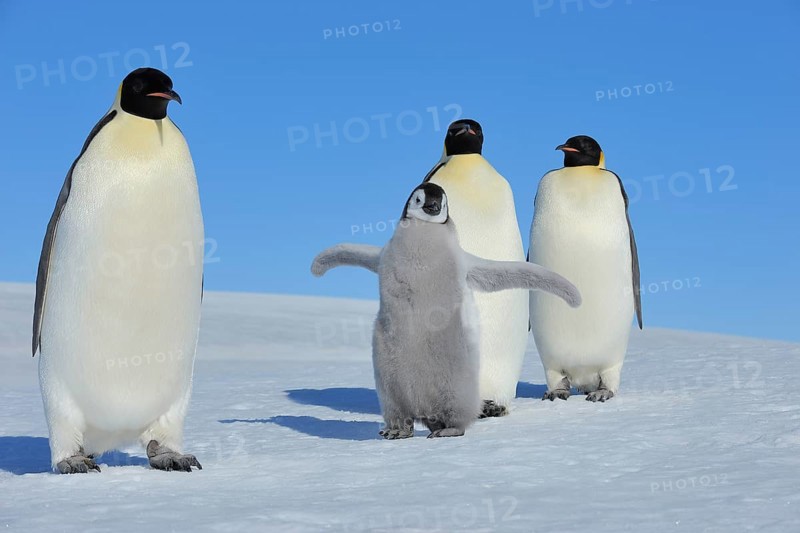 Emperor penguins, Aptenodytes forsteri, Pair with Chicks, Snow Hill Island, Antartic Peninsula, Antarctica