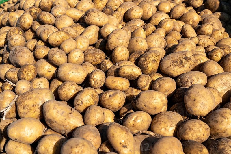 Potato harvest, Melodie variety, so-called split harvesting method, first the tubers are taken out of the ground with a row planter, then, after a short drying phase, collected and loaded with a bunker harvester, North Rhine-Westphalia, Germany, Europe