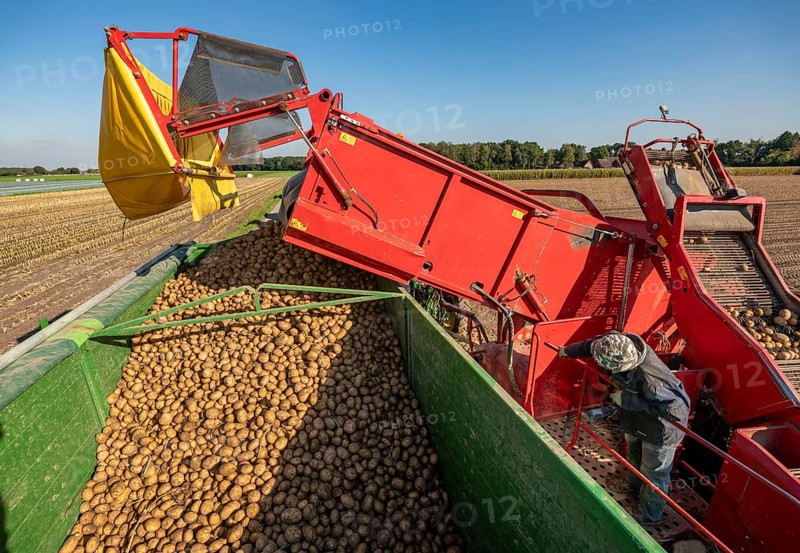 Potato harvesting, so-called split harvesting method, first the tubers are taken out of the ground with a row planter, then, after a short drying phase, collected with a bunker harvester and loaded, North Rhine-Westphalia, Germany, Europe