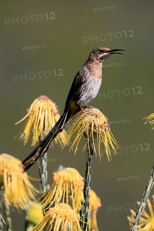 Cape Honeybird (Promerops cafer), adult, male, singing, on flower, Protea, Kirstenbosch Botanical Gardens, Cape Town, South Africa, Africa