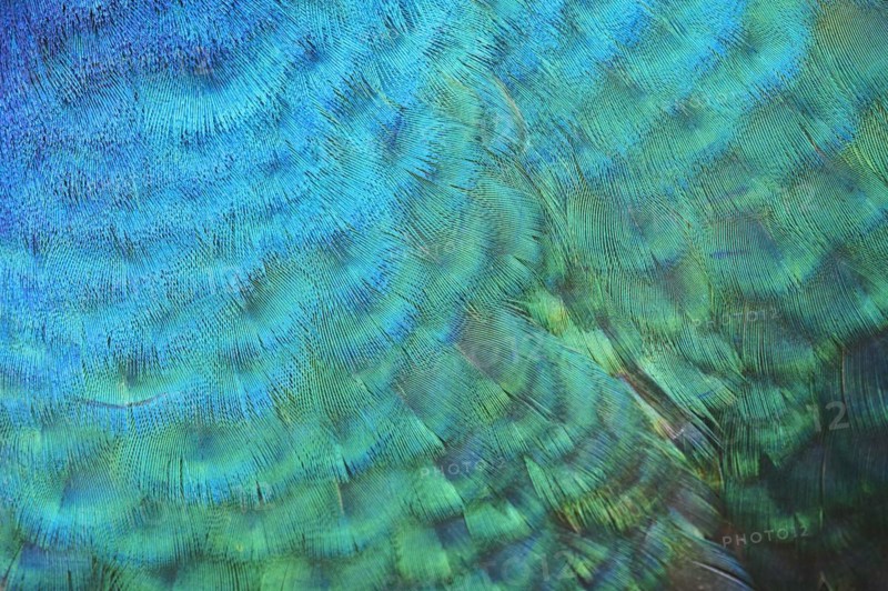Indian peafowl (Pavo cristatus) feathers, detail, Spain, Europe