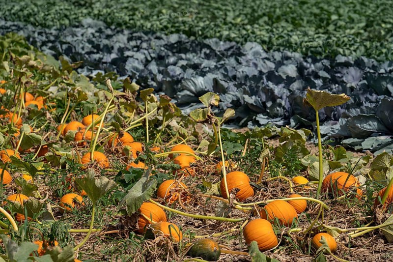 Vegetable cultivation, field with pumpkin, red cabbage and kohlrabi, near Krefeld, North Rhine-Westphalia, Germany, Europe