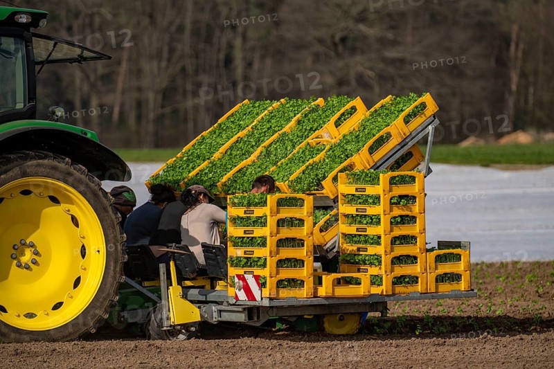 Vegetable cultivation, celery plants are planted in the field with a planting machine, Niederkrüchten, North Rhine-Westphalia, Germany, Europe
