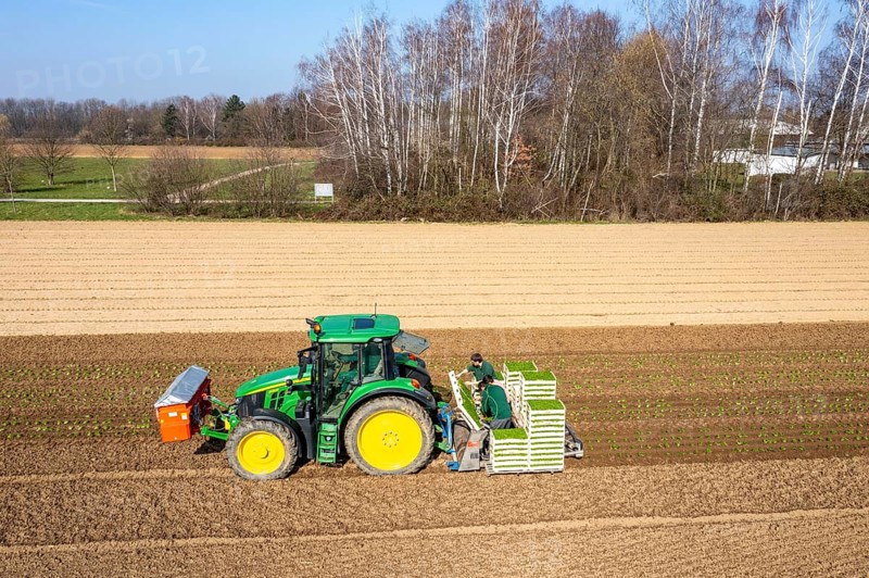 Agriculture, herb gardening, parsley is planted in rows in a field with a planting machine