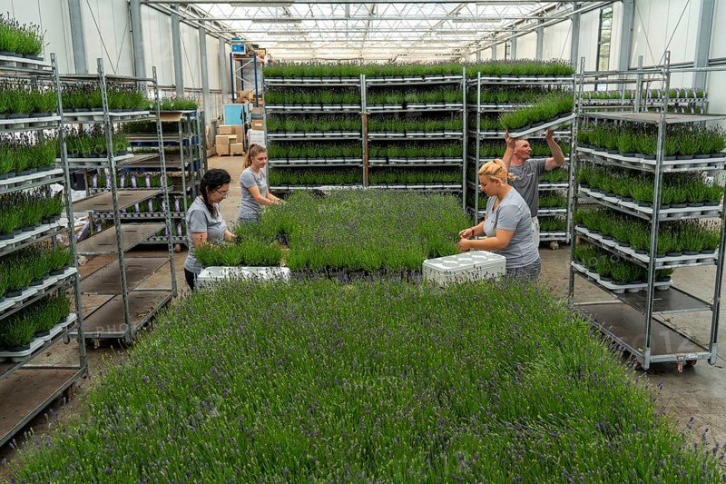 Horticultural business, lavender plants, in flower pots, outdoors, are packed to make them ready for sale, North Rhine-Westphalia, Germany, Europe