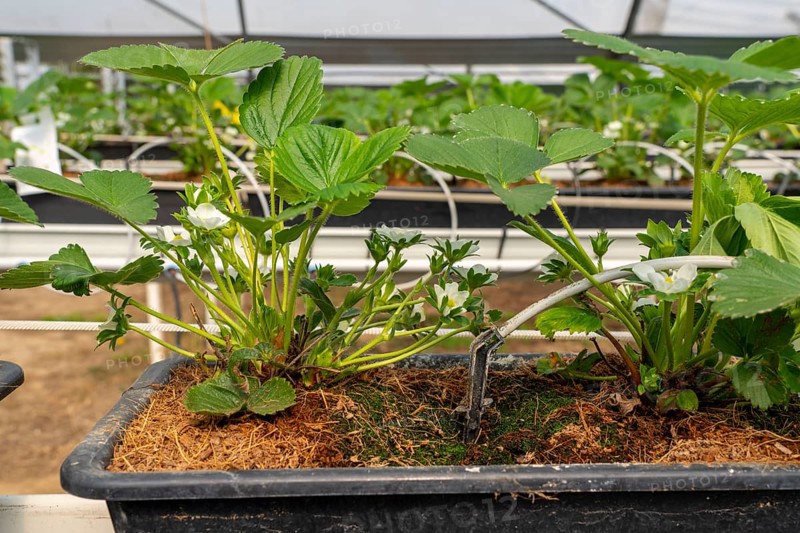 Strawberry cultivation in a greenhouse, young strawberry plants grow up, are individually watered and supplied with nutrients by drip irrigation, they grow in a substrate culture in raised beds, near Dormagen, Rhineland, North Rhine-Westphalia, Germany, Europe