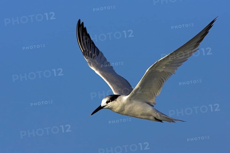 Sandwich tern (Sterna sandvicensis), Bowman's Beach, Sanibel Island, Florida, USA, North America