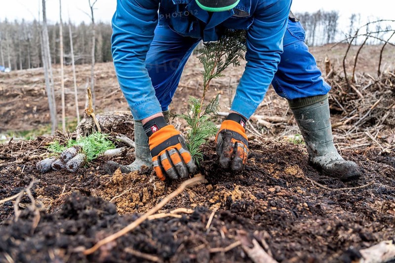 Reforestation in the Arnsberg Forest near Warstein-Sichtigvor, Soest district, forestry workers planting young trees, mixed forest, young plants of the giant arborvitae, Thuja plicata, on the site of a spruce forest that had died and been felled due to heavy bark beetle infestation, North Rhine-Westphalia, Germany, Europe
