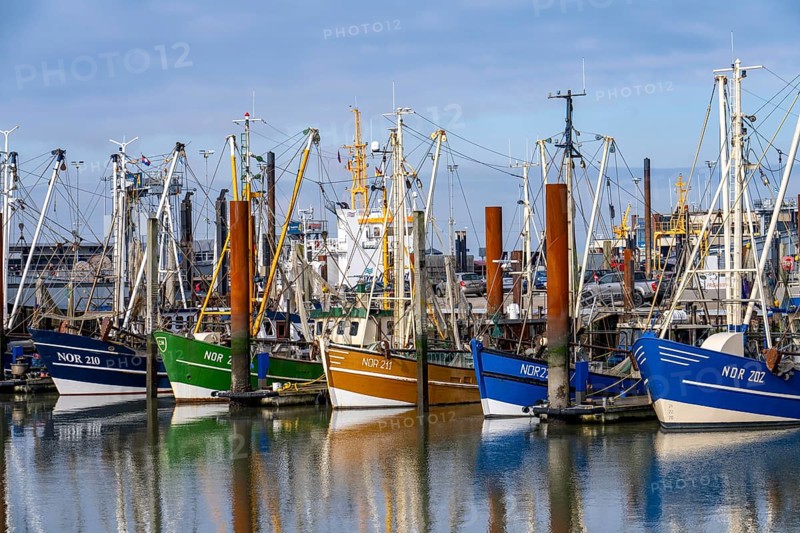 Fishing boats, shrimp boats in the harbour of Norddeich, Lower Saxony, Germany, Europe