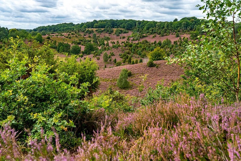 Flowering heath, heather and juniper bushes, in the Totengrund, near the village of Wilsede, in the Lüneburg Heath nature reserve, Lower Saxony, Germany, Europe
