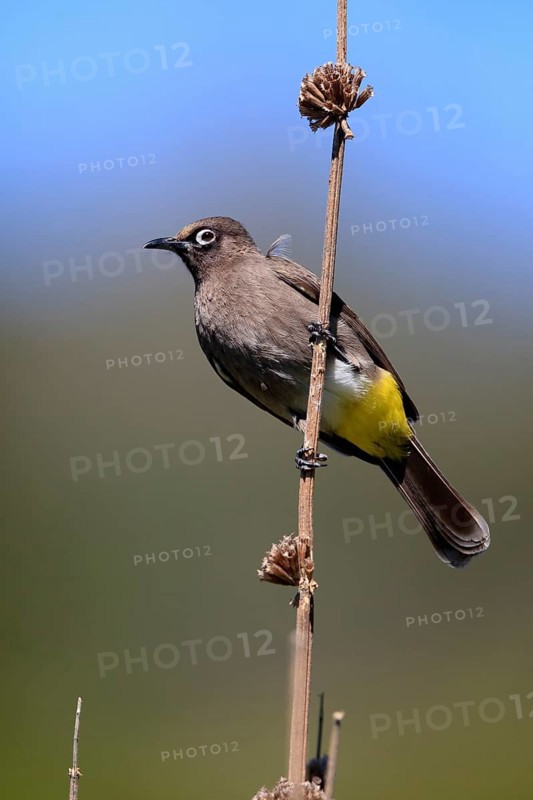 Cape Bulbul (Pycnonotus capensis), adult, on guard, Kirstenbosch Botanical Gardens, Cape Town, South Africa, Africa
