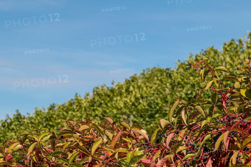 View of a vineyard with different colour levels