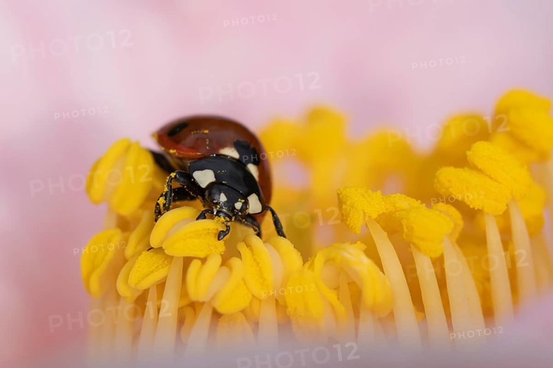 Seven-spot ladybird (Coccinella septempunctata) adult insect on a garden Camellia flower in the spring, Suffolk, England, United Kingdom, Europe