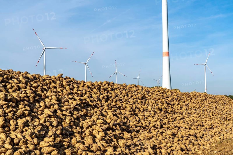 Agriculture, sugar beets are stacked at the edge of the field after harvesting, beet pile, intermediate storage in front of transport to the sugar factory, near Grevenbroich, North Rhine-Westphalia, Germany, Europe
