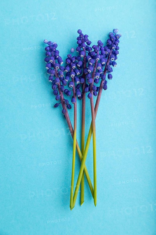 Muscari or murine hyacinth flowers on blue pastel background. top view, flat lay, close up, still life. Beauty, spring, summer concept. viper bow