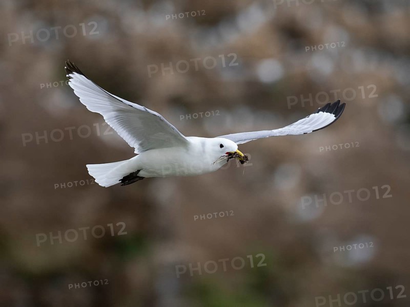 Black-legged kittiwake (Rissa tridactyla), adult bird in flight with nesting material in bill, May, Varanger Fjord, Norway, Europe