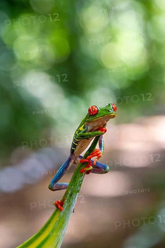 Red-eyed tree frog (Agalychnis callidryas), sitting on a leaf, Heredia province, Costa Rica, Central America