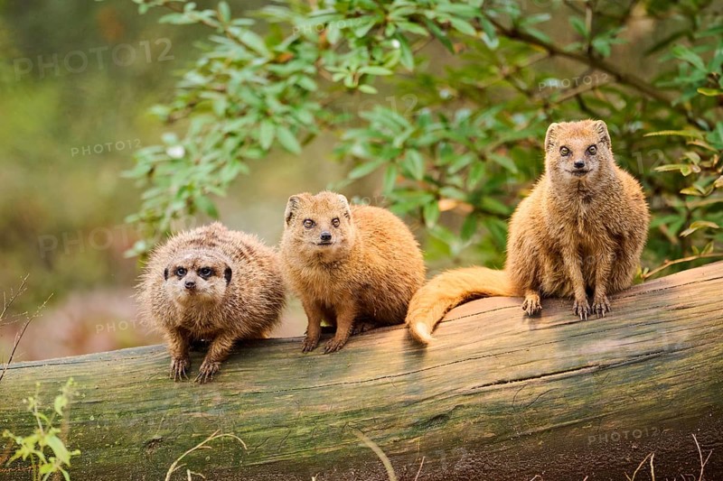 Ethiopian dwarf mongoose (Helogale hirtula) and Meerkat (Suricata suricatta) sitting on an old tree trunk, Bavaria, Germany, Europe