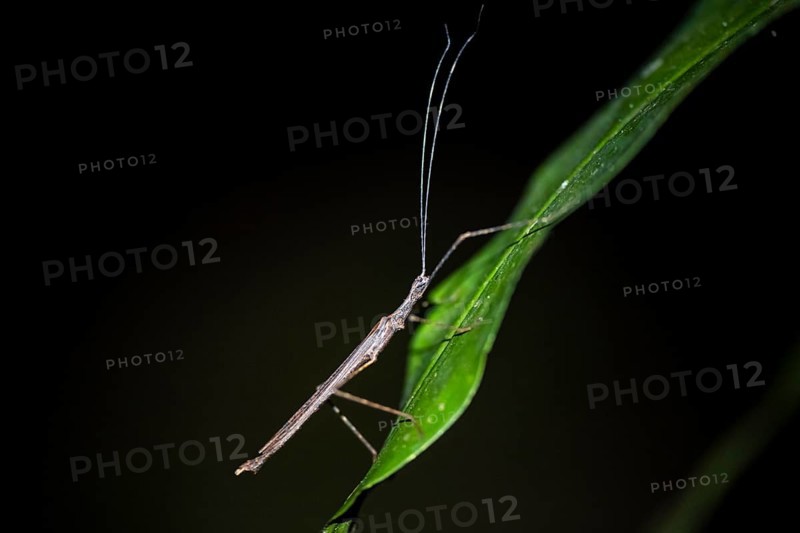 Stick insect (Phasmatodea) sitting on a leaf, at night in the tropical rainforest, Refugio Nacional de Vida Silvestre Mixto Bosque Alegre, Alajuela province, Costa Rica, Central America