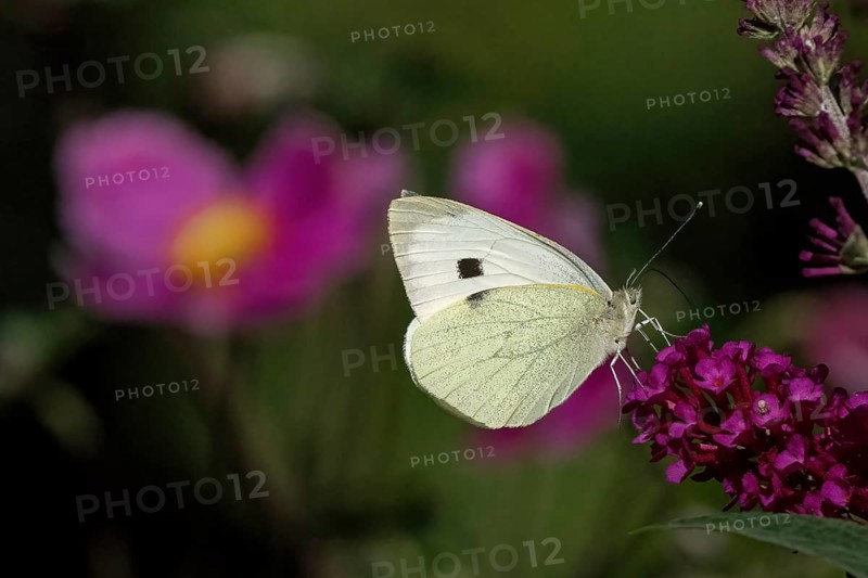 A Cabbage butterfly (Pieris brassicae) sitting on a purple flower in a natural environment in the wild, Hesse, Germany, Europe