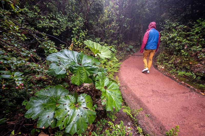 Young man on hiking trail through foggy rainforest, dense vegetation with mammoth leaf (poorman's umbrella), Poás National Park, central highlands, Alajuela province, Costa Rica, Central America
