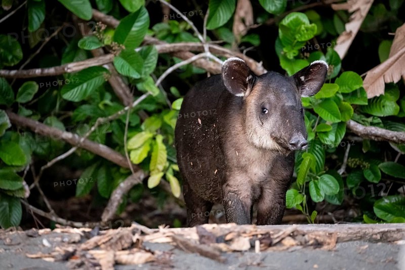 Baird's tapir (Tapirus bairdii), juvenile, in the rainforest, Corcovado National Park, Osa, Puntarena Province, Costa Rica, Central America