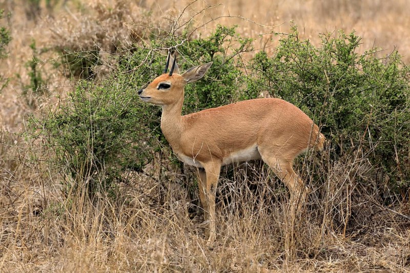 Steenbok (Raphicerus campestris), adult, male, foraging, vigilant, dwarf antelope, Kruger National Park, Kruger National Park, Kruger National Park South Africa