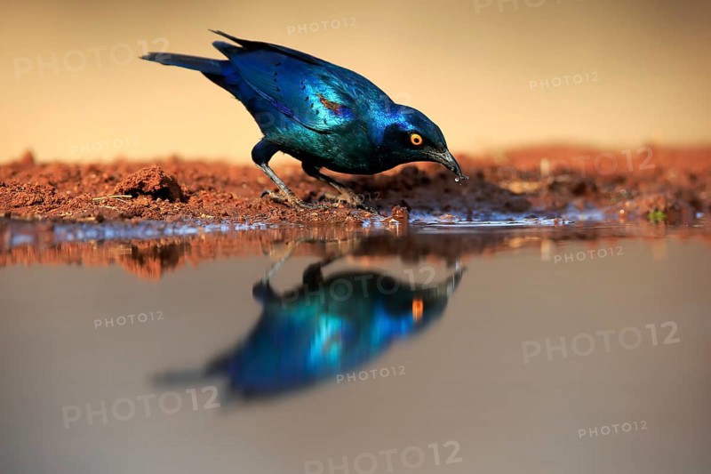 Red-shouldered Glossy Starling (Lamprotornis nitens), adult, at the water, drinking, Kruger National Park, Kruger National Park, Kruger National Park South Africa