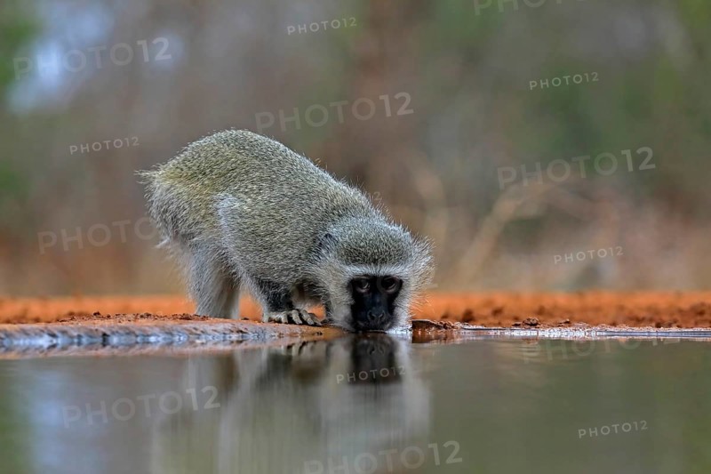 Vervet Monkey (Chlorocebus pygerythrus), adult, drinking, at the water, Kruger National Park, Kruger National Park, Kruger National Park South Africa