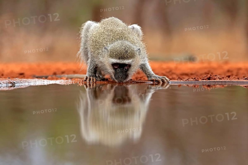 Vervet Monkey (Chlorocebus pygerythrus), adult, drinking, at the water, Kruger National Park, Kruger National Park, Kruger National Park South Africa