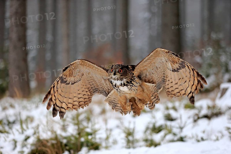 Eurasian Eagle-owl (Bubo bubo), adult flying in winter, in the snow, Zdarske Vrchy, Bohemian-Moravian Highlands, Czech Republic, Europe