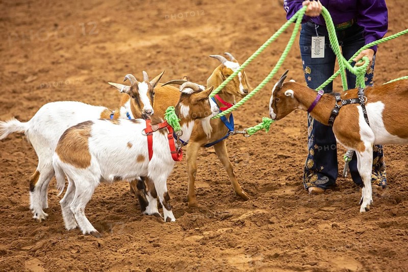 Oklahoma City, Oklahoma, The Great Plains Rodeo, an annual gay rodeo that features traditional rodeo competition while emphasizing the camaraderie of the LGBTQ community. Goats that will be used in the goat dressing, in which contestants try for the fastest time in placing a pair of underpants on a goat