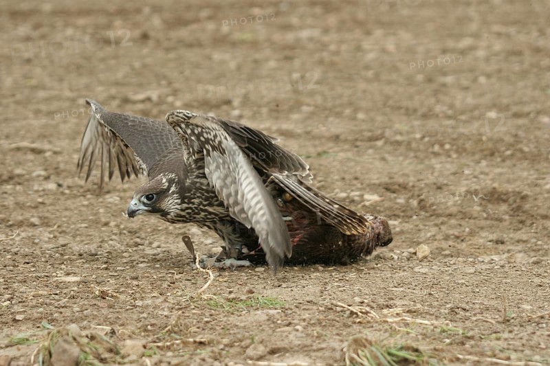 Gerfalcon (Falco rusticolus) young mallard with mallard duck (Anas platyrhynchos) Allgäu, Bavaria, Germany, Allgäu, Bavaria, Germany, Europe