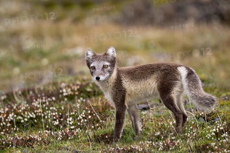 Arctic fox, (Alopex lagopus), summer fur, foraging, young animal, baby animals, Svalbard Spitsbergen, Norway, Europe