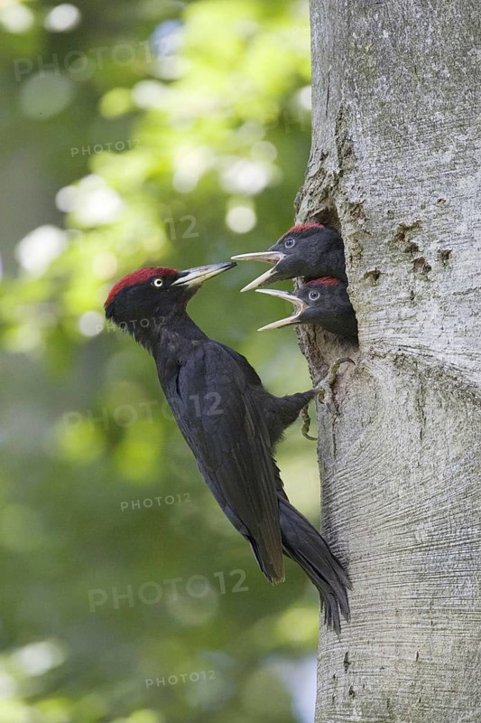 A black woodpecker feeding its young at the breeding den, (Dryocopus martius), Federal Republic of Germany