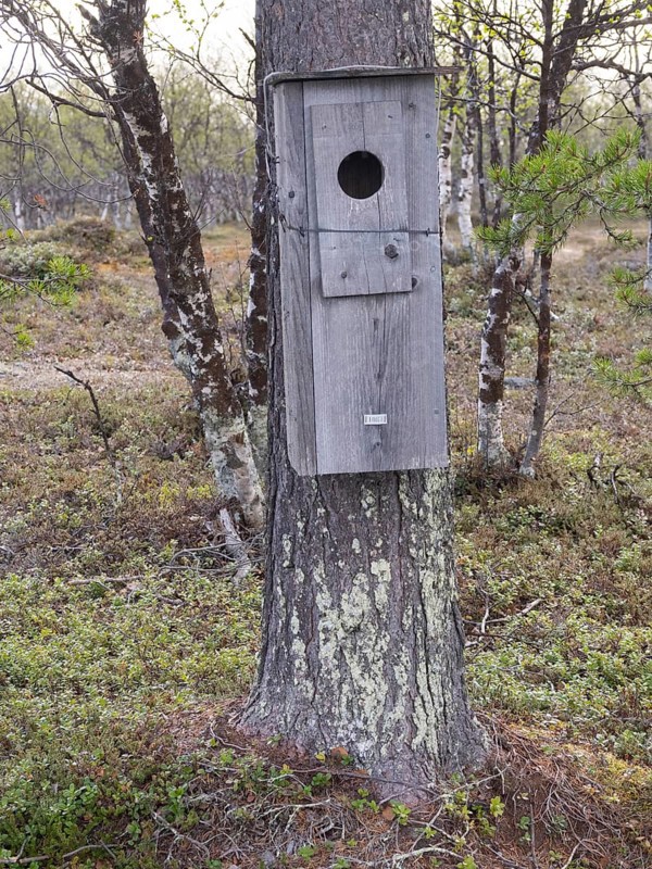 Nestbox attached to a tree, for nesting Common Goldeneye (Bucephala clangula), May, Finnish Lapland