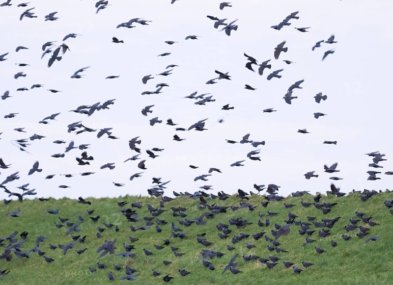 European Jackdaw (Corvus monedula) flock of birds gathering late evening, on sea dyke, before going to roost, island of Texel, Holland