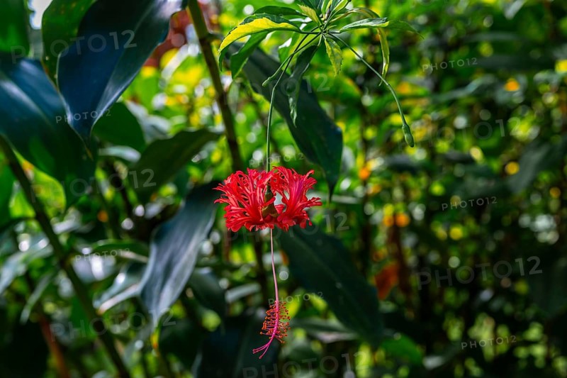 Red flower (Hibiscus schizopetalus), details in the jungle, dense vegetation, Tortuguero National Park, Costa Rica, Central America