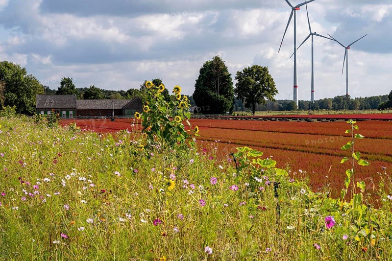 Flowering strips on an open-air area of a horticultural farm, autumn plants, heather plants, the various flowers and plants not only beautify the landscape, they are intended to provide bees and other insects, pollinators, a diverse range of flowers, also serve as biological pest control, near Kevelaer, North Rhine-Westphalia, Germany, Europe