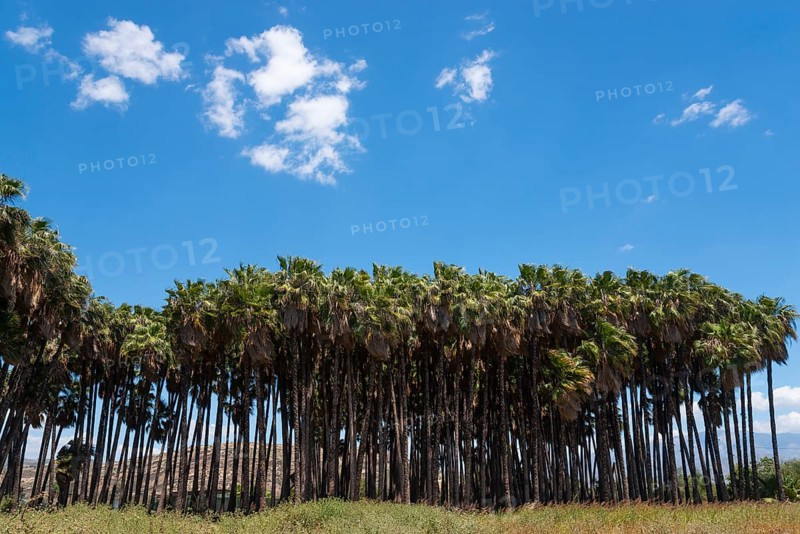A row of palm trees under a blue sky, palm grove near Torre de Mar, Tower of the Sea, Costa del Sol, Málaga, Malaga, Andalusia, Spain, Europe