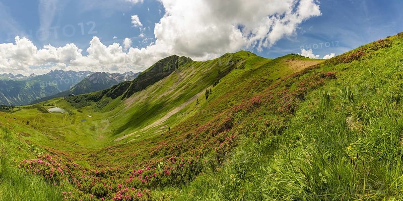 Alpine rose blossom, panorama from the Fellhorn over the Schlappoldsee and mountain station of the Fellhornbahn to the central main ridge of the Allgäu Alps, Allgäu, Bavaria, Germany, Europe