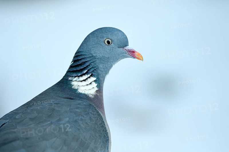 Wood pigeon (Columba palumbus), portrait, in the snow, winter feeding, Oberhausen, Ruhr area, North Rhine-Westphalia, Germany, Europe