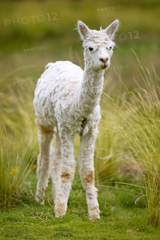 Alpaca (Vicugna pacos), young animal, in the Reserva Nacional de Salinas y Aguada Blanca, Province of Arequipa, Peru, South America