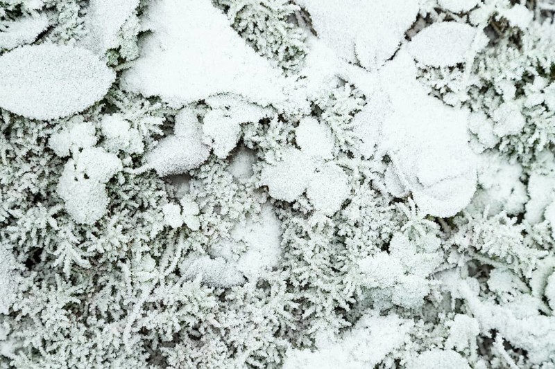 Leaves and grass covered with hoarfrost. Abstract floral background, garden and winter concept. Frost texture, close up, flat lay, top view